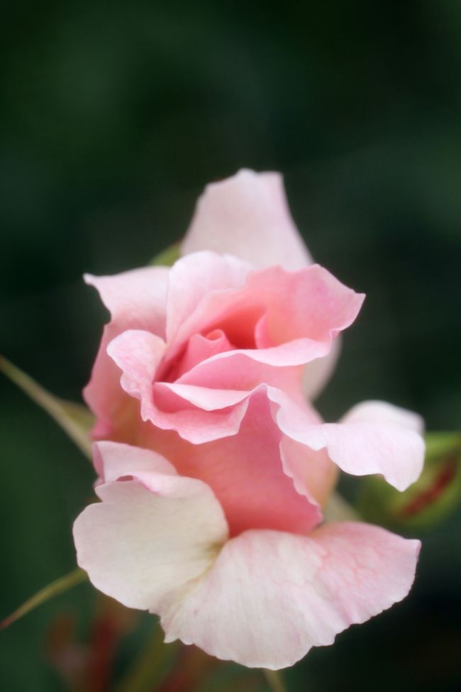 広げたくなるウェービーな咲きかけ