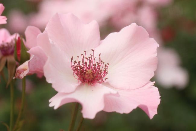 一重のバラの美しさを再認識させてくれたデンティベス<br /><br />バラといえば幾重もの花びらの重なりと渦に惹かれますが、一重のバラの美しさを知ったのはこの品種からだった覚えがあります。<br />