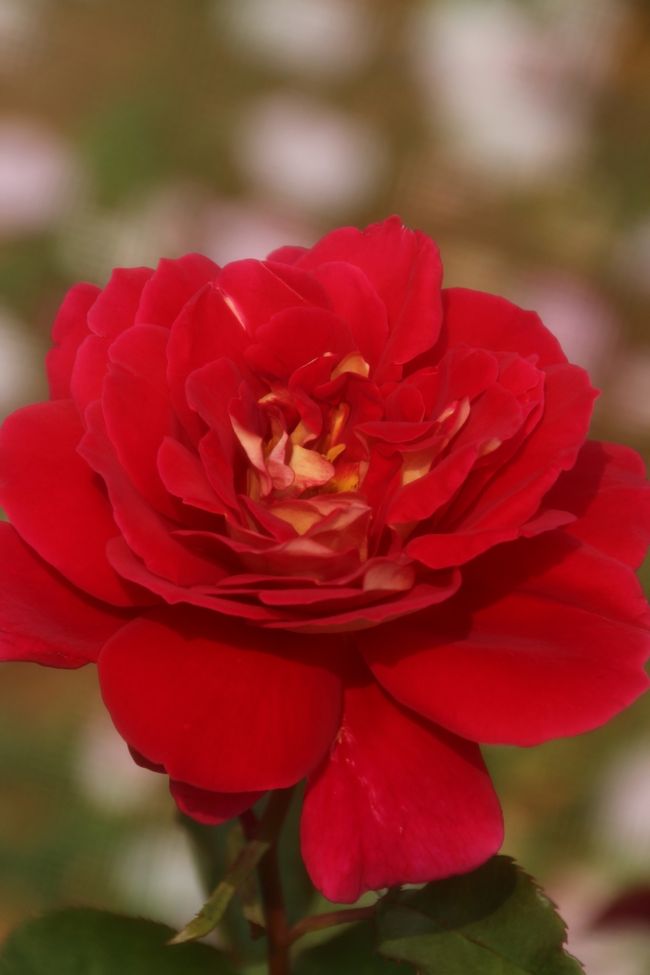 なんだか素直そうなバラ！？<br /><br />フォーティナーです。<br />