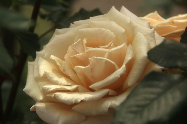 グレーというよりオレンジパールの輝き<br /><br />品種名がグレーパールなのです。<br />1945年という歴史的な年に作出されたバラ。<br />