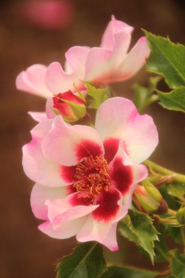 花芯の「バラの目」に当たるところが真っ赤@<br /><br />2012年オランダのインタープランツ社作出のムーンライト・バビロンです。<br />