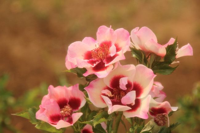 ぽわぽわと生えた花芯の中途半端な花びらもとってもチャーミング<br /><br />バビロン・シリーズに初めてお目にかかったのは、国際バラとガーデニングショウと、ここ京成バラ園でのことでした。<br />最近とっても気に入っている品種です。<br />