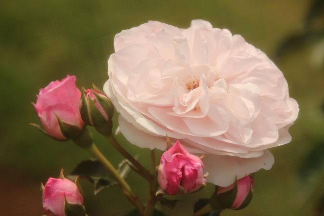 エンジェルとアフロディーテ！？<br /><br />2013年イギリスのディクソン社作出のエンジェル・ハート。<br />