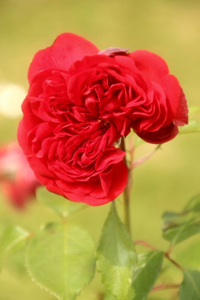 まが玉の形〜！