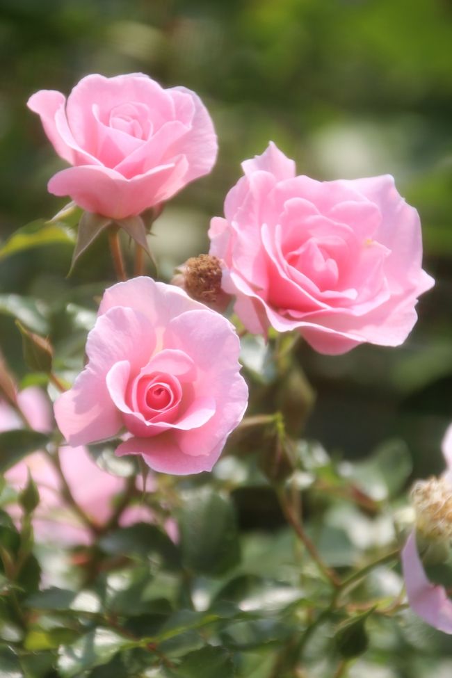 まだ若々しい花が多かったクイーン・マザー