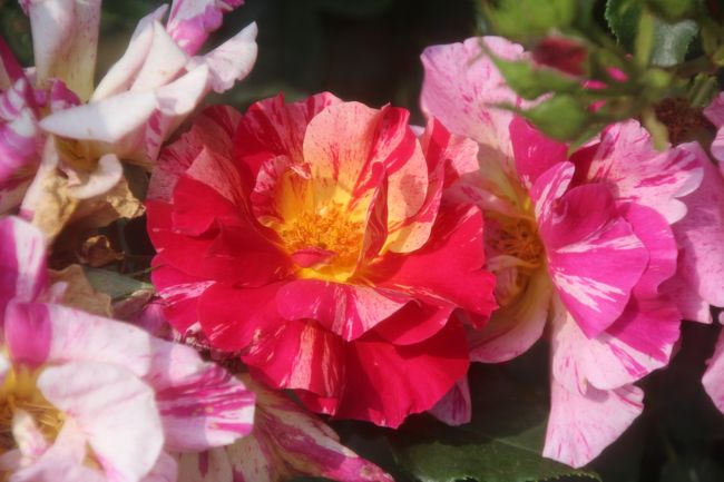 和風な模様と思いきや<br /><br />2003年フランスのデルバール社作出のエドガー・ドガです。<br />