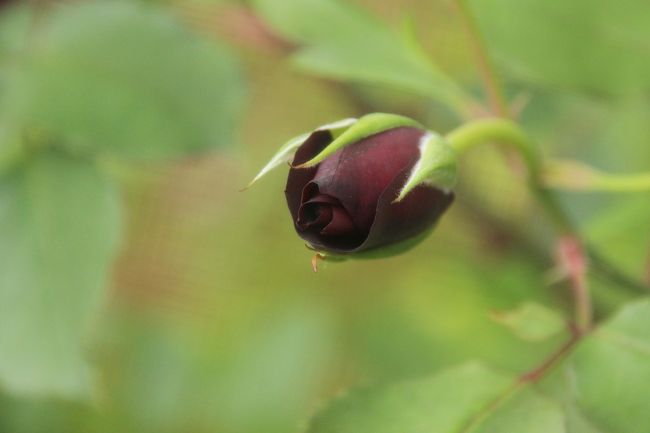 どきっとするほどの黒さのつぼみ<br /><br />夜の調べです。<br /><br />そしてこの後、今回のハイライトと楽しみにしていたバラの丘へと向かいました。<br /><br />「春バラ詣クライマックスの京成バラ園とレッサーパンダ詣（3）麗しのバラの丘とイングリッシュローズ＆ちょっとだけ撮れたオールドローズ」へとつづく。<br />http://4travel.jp/traveler/traveler-mami/album/10779402<br />