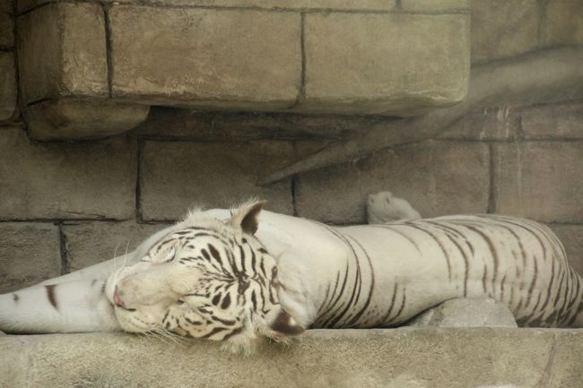 東武動物公園のホワイトタイガーの赤ちゃんめざして 前編 子犬みたいなホワイトタイガーの赤ちゃん3匹と堂々たるカーラお母さん 蓮田 白岡 埼玉県 の旅行記 ブログ By まみさん フォートラベル 東武動物公園のホワイトタイガーの赤ちゃんめざして 前編 子犬みたいなホワイトタイガーの赤ちゃん3匹と堂々たるカーラお母さん 蓮田 白岡 埼玉県 の旅行記 ブログ By まみさん フォートラベル
