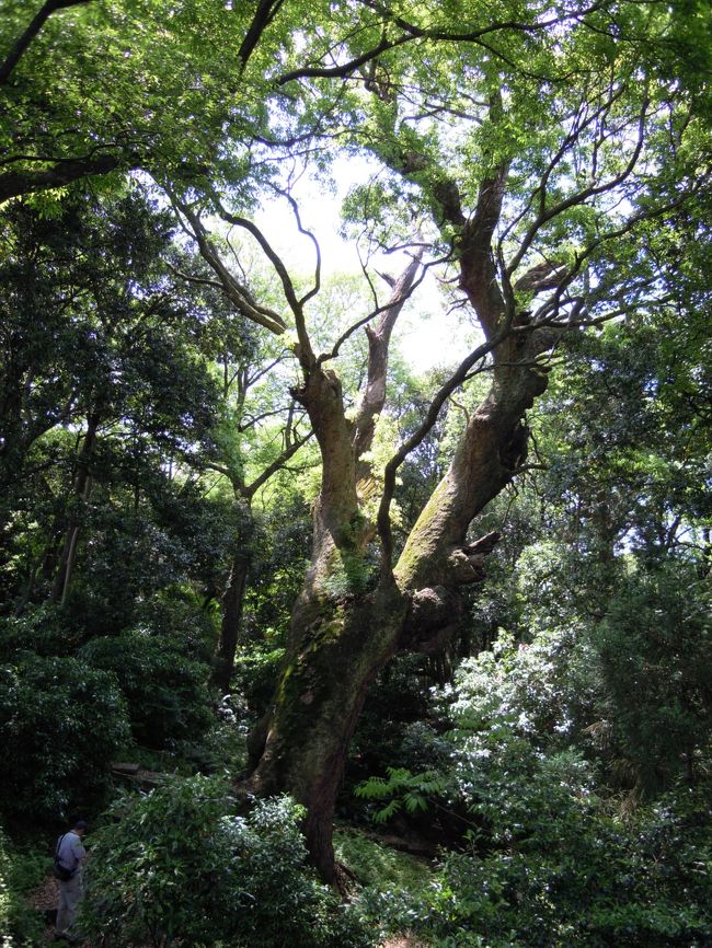 はな☆さんが指した先に巨大なクスノキの古木がありました。<br /><br />「これは素晴らしい!」<br />と息を飲む面々。<br /><br />身長180センチ近いNODAさんと比べて見てください。<br />高さ約30メートル、樹齢1000年と言われる神々しいクスノキです。