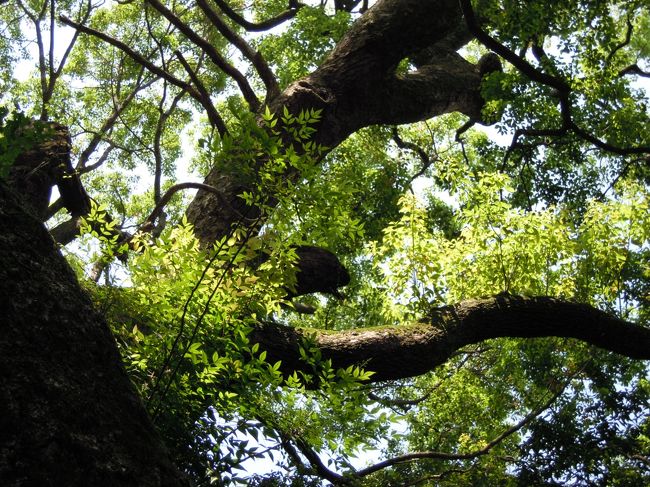 私も大きなクスノキの根元まで行って見上げてみました!<br /><br />触れてみました!<br /><br />指の先がじりじりして神が宿っている木だと実感。