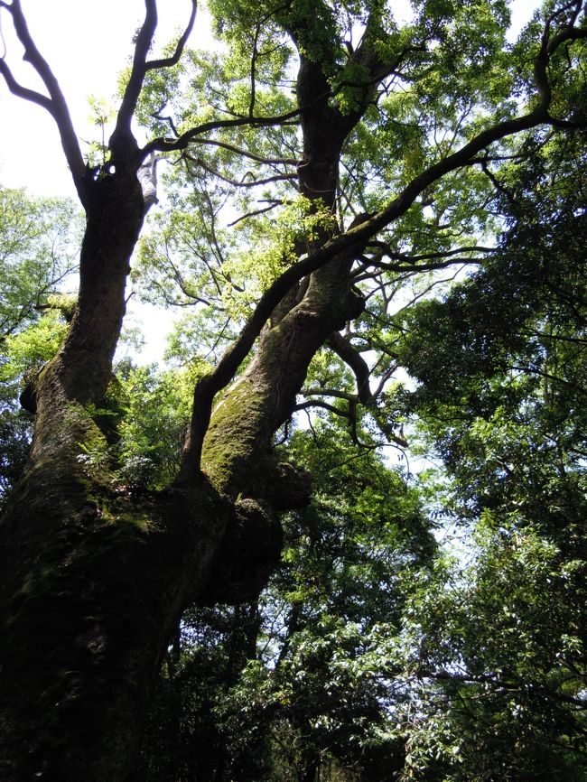 写真からはみ出るほど大きい、高い。<br /><br />『ジャックと豆の木』の木みたいに天まで届きそう〜<br /><br />NODAさん、ジャックのように上ってみてくださーい。