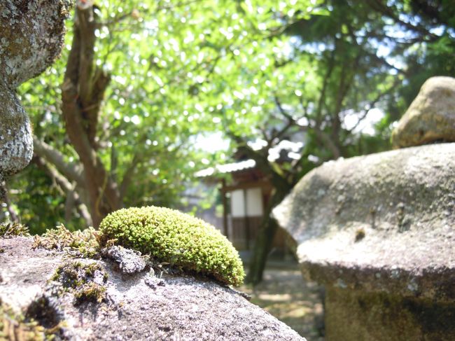 「あっ、めぐみ☆さんの大好きな苔よ!」<br />と、言ったのにめぐみ☆さんは苔より、