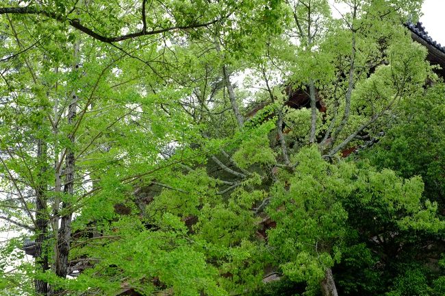 ミュージアムのカフェの前から見上げた南大門が素敵でした。<br /><br />そして、とうとうここで雨が降り出してしまいました。