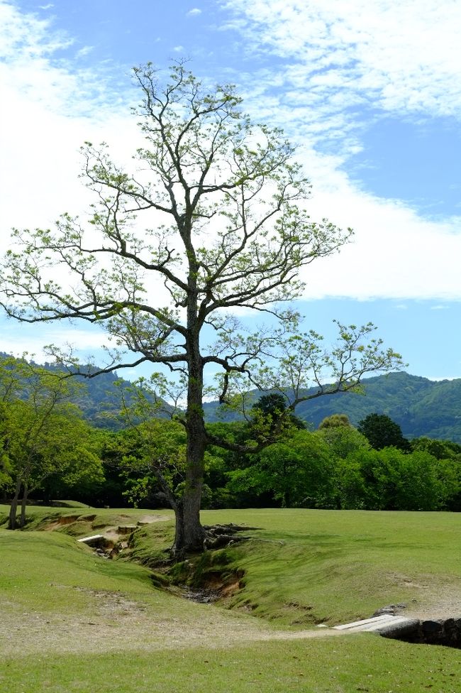 ９時にホテルのロビーでコクリコさん、めぐみ☆さんと待ち合わせして、飛火野に行きました。<br />奈良駅前からバスに乗り、春日大社表参道のバス停で降りると、飛火野はすぐ真横。奈良市の中心部からバスで５分も行けば、広々とした原っぱで鹿が草を食むような場所があるのですから、やっぱり奈良はイイ。<br /><br />飛火野でひときわ目立つナンキンハゼの木は、TVドラマ「鹿男あをによし」で、主人公と鹿の待ち合わせ場所の目印でした。