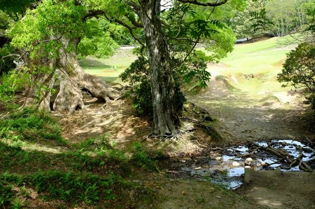 小さな小さな小川を越えると…<br />その向こうに明るい場所が見えてきました。<br />ここを第２の広場としましょう。<br /><br />おっとっと、石を踏みながら川を渡るので、転ばないように注意です。