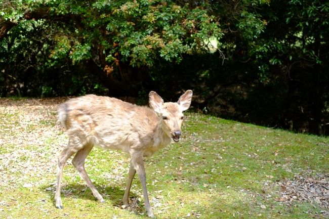第２の空間の全景がわかる写真がなくてごめんなさい。結構広いです。鹿もうろうろしています。<br />まだ冬毛が抜けきってなくてボサボサの鹿さん♪