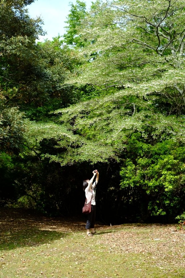 コクリコさんは何の写真を撮っておられるのかなあ〜。