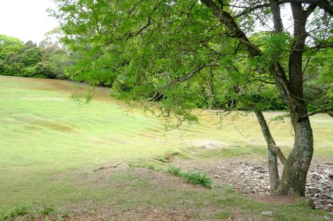 藤のツタが盛大にからんでいる木がありました。<br />ゴールデンウィーク頃に来れば、満開の野生の藤が見られるらしいです。<br />他の木にもたくさんからんでいたので、奥飛火野は藤の名所に違いない！