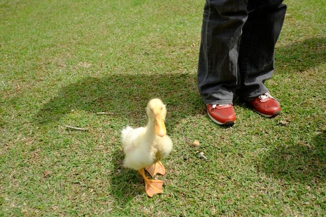 秘密の空間とはいえど、当然知ってる人は知ってるわけでありまして、先客の家族がピクニック中でした。地元に住んでいたら、こんな贅沢な場所でピクニックできるのね〜。<br />めぐみ☆さんの足元を歩き回っているヒナ鳥は、ご家族のペットのアヒルさん。
