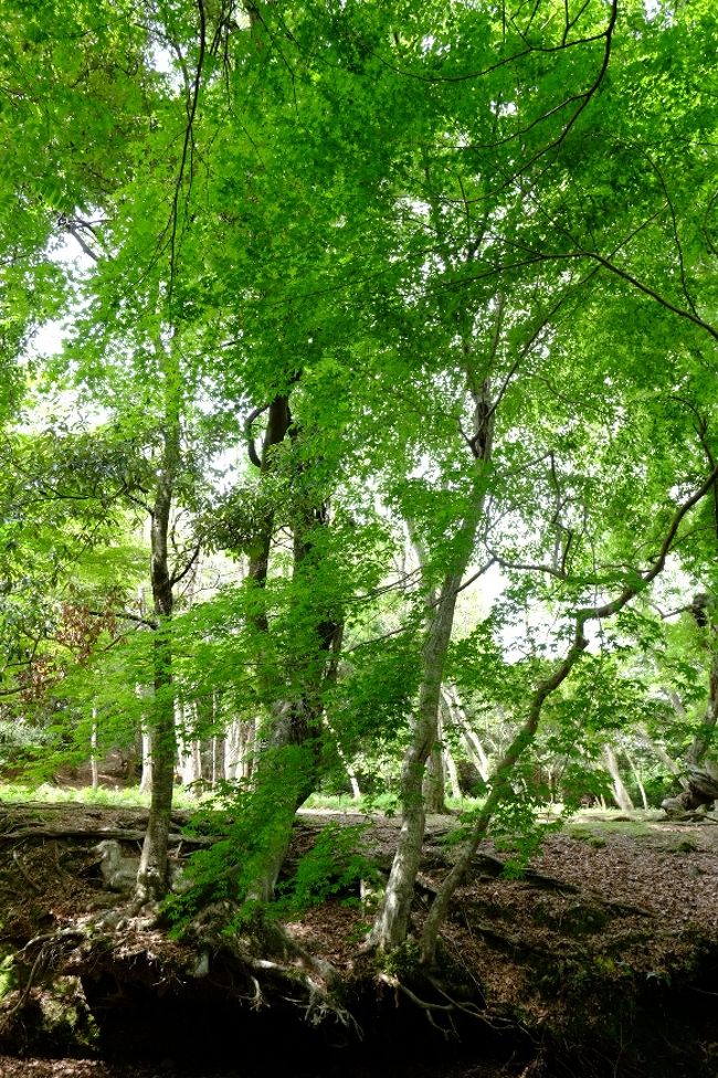 意外に楓の木が多いことを発見！<br /><br />一同「秋にも来てみたいわね〜」<br />