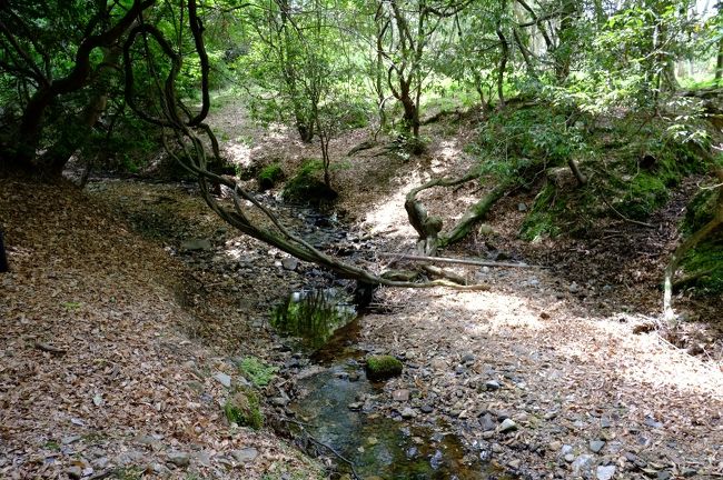 第３の広場の周辺を少し探検してみました。<br />森の中を小さな川が流れています。おそらく、車道からそれほど離れていない場所だと思うのですが…別世界です。