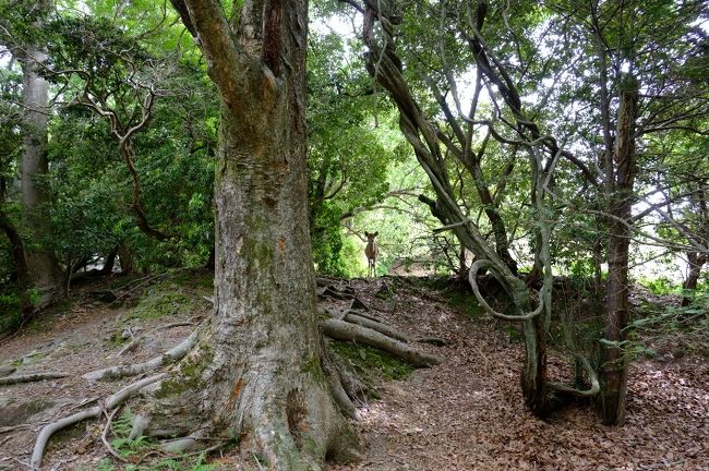 あ、木々の間から鹿さんがこっちを見てる！