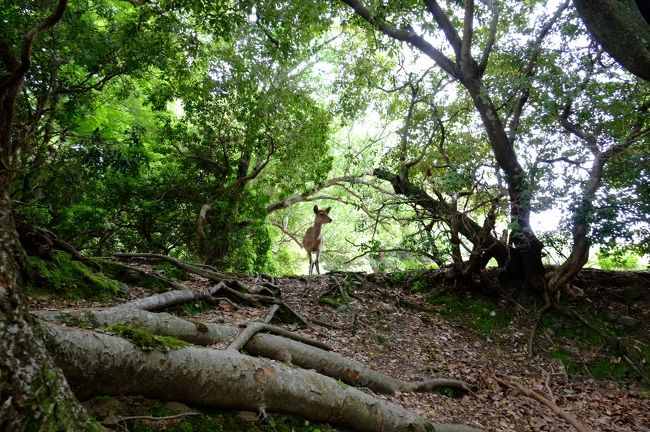 鹿せんべい持ってくればよかった。