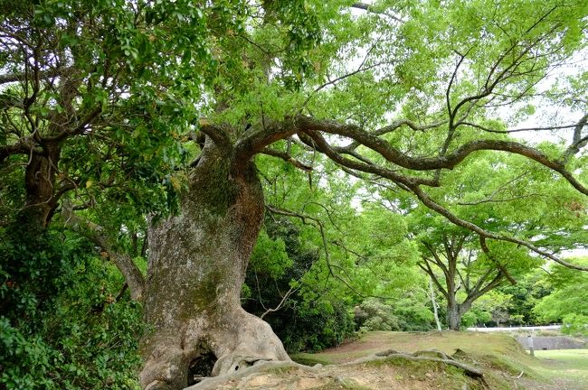 今日の目的地は、この飛火野の奥にある、知る人ぞ知る秘密の場所「奥飛火野」<br />飛火野の東側・南側は一見深い森のようで行き止まりかと思いきや、こんな大木の間を抜けて…