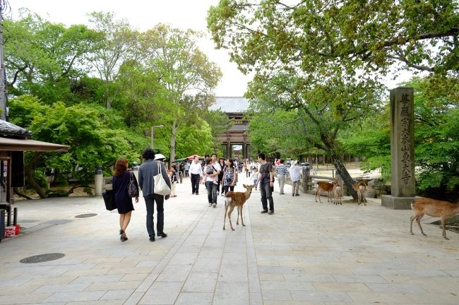お二人と別れて、私は東大寺へ。<br />参道は相変わらず賑わっていました。鹿にまとわりつかれて悲鳴を上げる観光客があちらこちらに。お約束の光景ですね。<br />最近は、東大寺を訪れる観光客の半分ほどは外国の方ではないでしょうか。いろんな国の言葉が聞こえてきます。奈良がこんなに国際的になったのは奈良時代以来では？