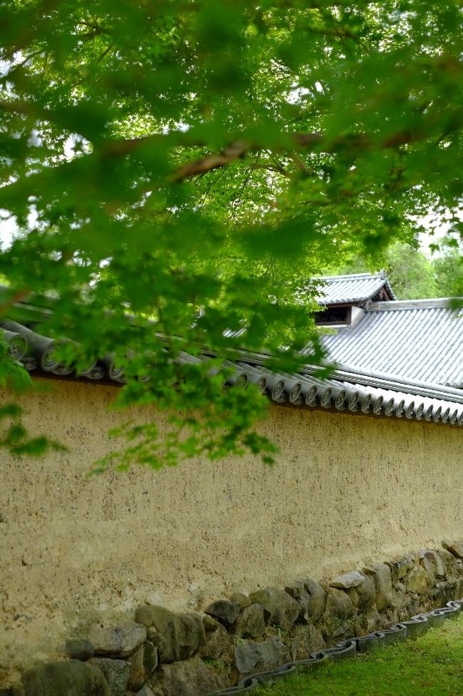 裏参道を通って、二月堂・三月堂の方へ向かいます。<br />お、ここにも新緑の楓が。