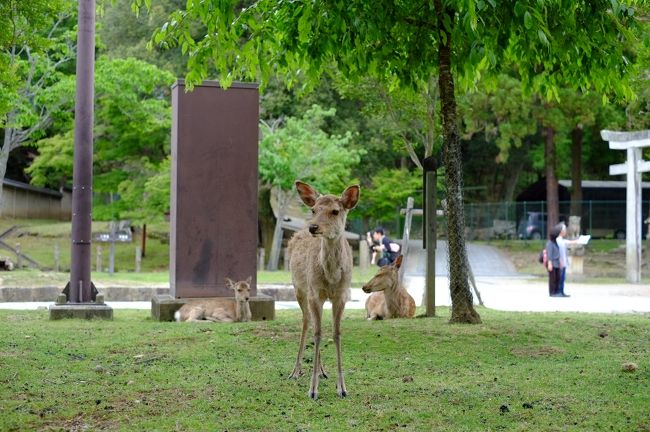 そんな、ちょっと雰囲気変わってしまった三月堂を出ると、何だか急に空が暗くなってきたような。天気予報では午後から雨。まだ降らないで〜。<br /><br />