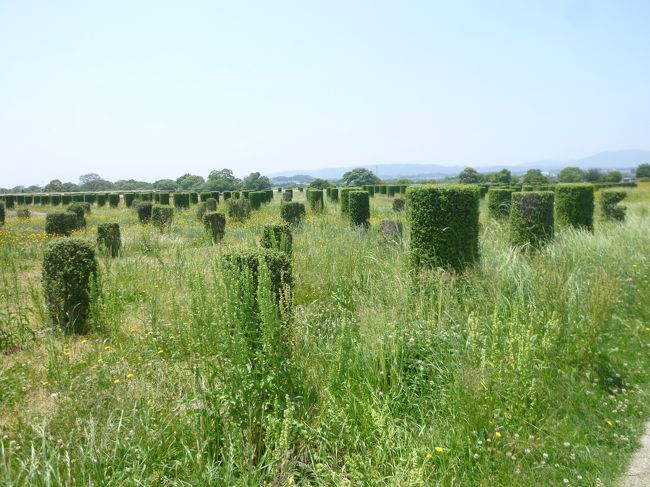 緑の円柱はかつて遺構で柱の穴があった場所だそうです。