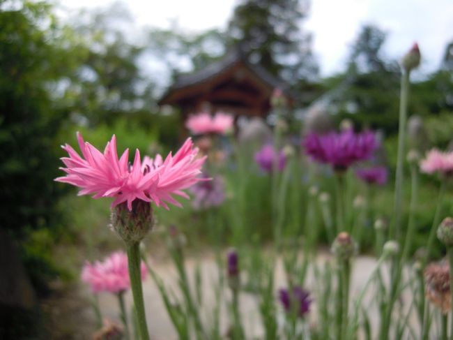 矢車菊など、色とりどりの花が咲き乱れ、<br />歓喜した面々はさっそく例のごとくそれぞれ好き勝手に境内に散って行くのでした。