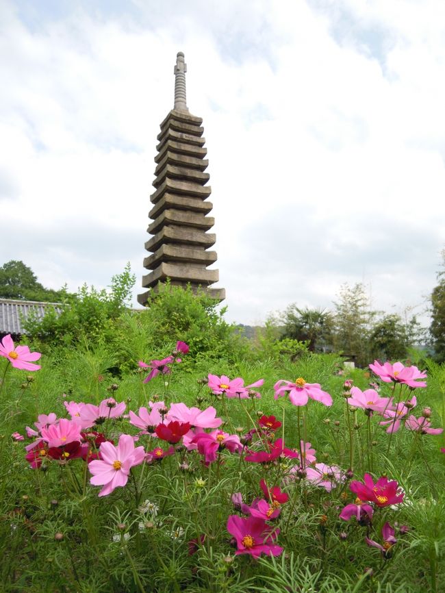鎌倉時代の石塔をバックに揺れるコスモス。