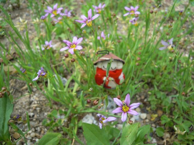 「一人で何してるの?」<br /><br />「恋占い」<br /><br />「あなた修行中でしょう。煩悩は捨てなさい」<br /><br />「でもでも・・・」