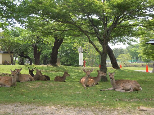 急がないと。。。<br /><br />今回初めて鹿に出会った!<br /><br />鹿を見ないと奈良に来た気分でないからなあ。<br /><br />しばし鹿をからかっていた私たち。