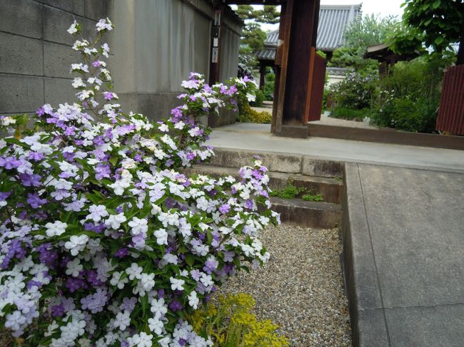 ふう〜10分ほど送れて紀寺町のれんじょう寺に到着。<br /><br />山門前にニオイバンマツリが馥郁とした香りを放っています。<br /><br />ごめんなさい、三輪さんが門の前で待っていました。