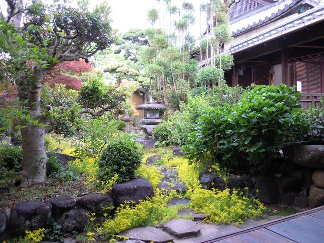 庫裏でお茶飲んで一休み。<br /><br />庭の黄色い花はどこにでも咲いているメキシコマンネングサ。<br />特別な花でないどこにでも咲いている親しみやすい花を咲かせているのがご住職の信条とのこと。