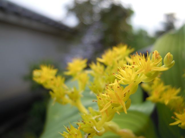 メキシコマンネングサもこうして活けてあると特別なお花みたいです。