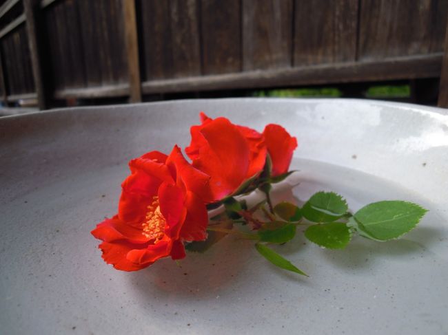 皆、庫裏でのんびり寛いでしまいました。<br /><br />2010年にれんじょう寺に詣でた時の旅行記です。<br />http://4travel.jp/traveler/coquelicot/album/10597943/<br /><br />れんじょう寺は毎年5月1日〜31日までが特別拝観できるのですが、<br />この年は「平城遷都1300年祭」で特別に10月も拝観できました。