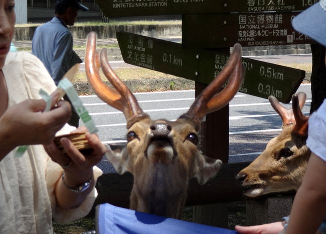 鹿せんべい下さい！