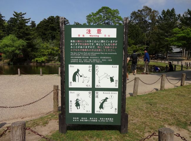 鹿はあくまで野生につき注意が必要。