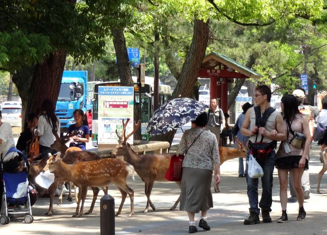 大阪から大和路快速へ乗り換えてＪＲ奈良駅へ^ ^<br /><br />近鉄奈良駅を過ぎたあたりから、鹿と並んで仲良くお散歩（＾Ｏ＾☆♪<br /><br />鹿さん、おねだりが得意です(^-^)