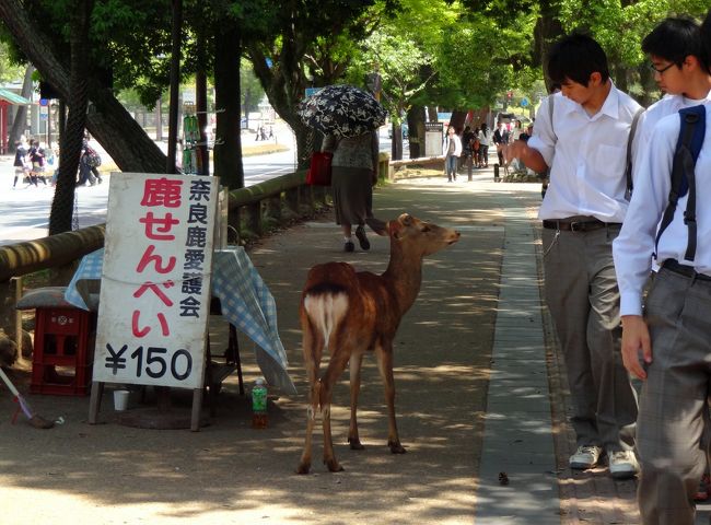 鹿せんべい、売ってるんですが、、、<br /><br />買ってくれないんですか？<br /><br />修学旅行生、貴重なお小遣いかもですから・・(^.^)/~~~