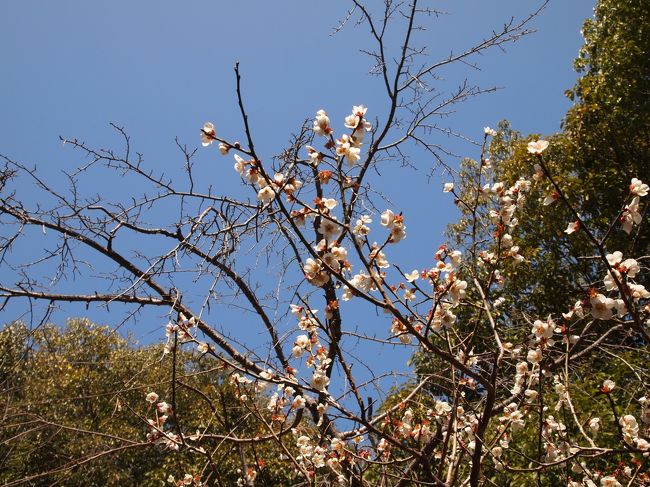 今年の桜は開花が早く、ちょっと早めのお花見気分。