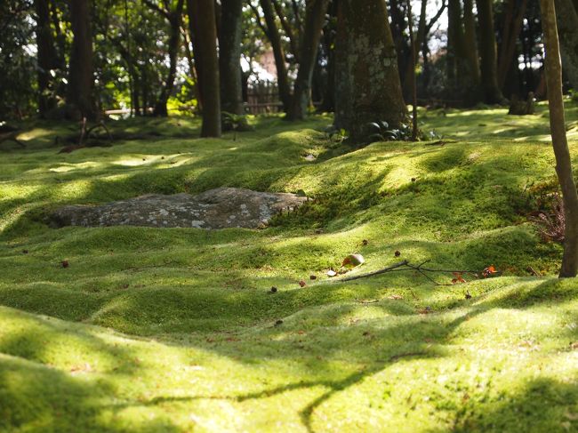 苔が美しい境内