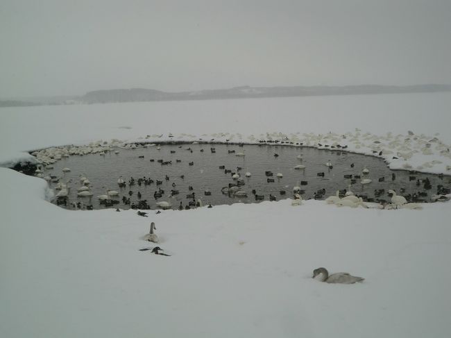 凍結していない水面には、コハクチョウやカモがところ狭しと餌をついばんでいた。