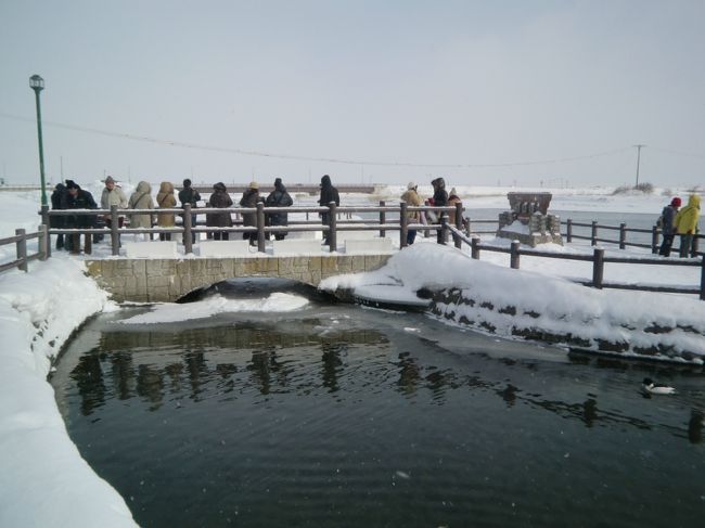 こんな極寒と思われるところなのに、カモや白鳥が我が物顔を泳いでいた。