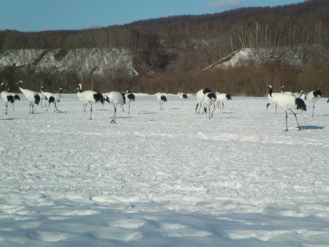 いた、いた！！<br />絵になりそうな鶴たちが餌を掻い摘んでいる。