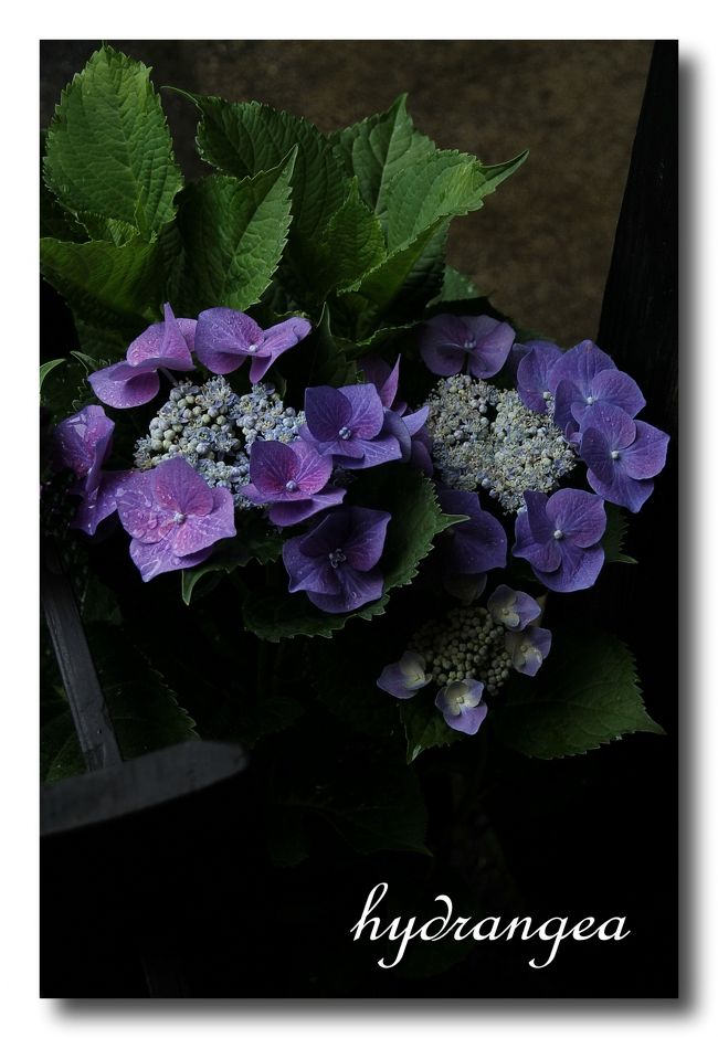 ▼吉水園　<br /><br />　雨に打たれながらきれいな紫陽花↓が咲いていました。<br /><br />　http://4travel.jp/traveler/godzilla/album/10780902/